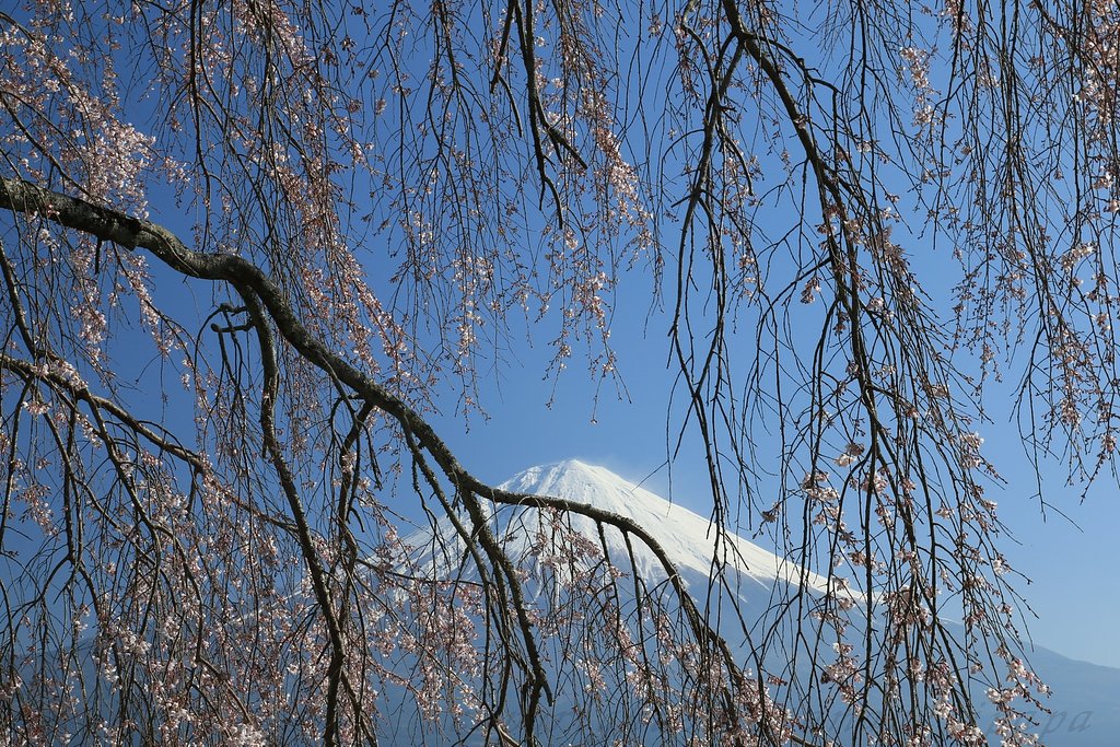 枝垂れ