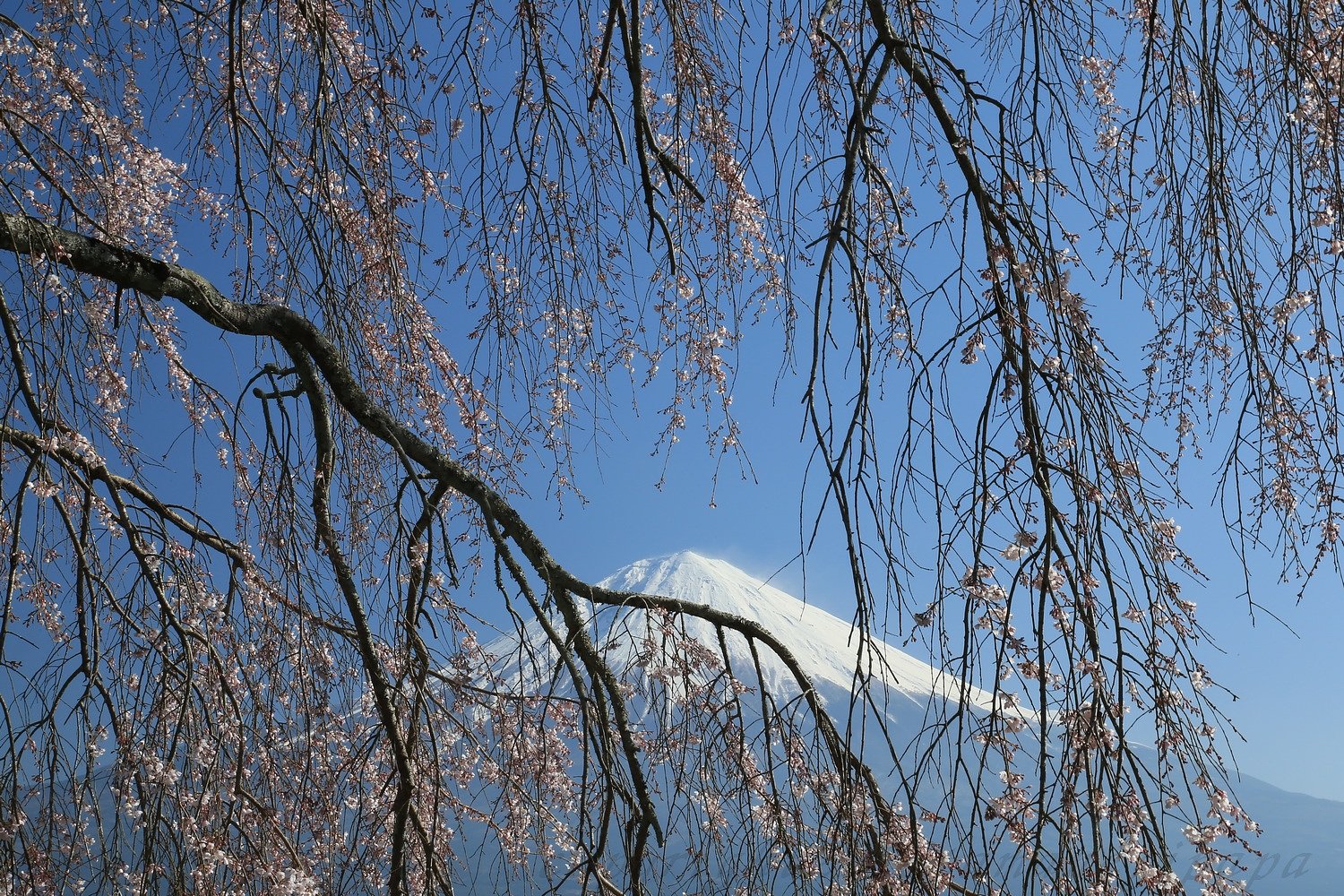 枝垂れ