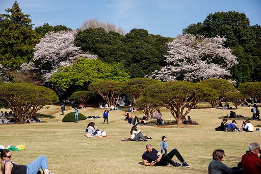 新宿御苑はゆったり桜