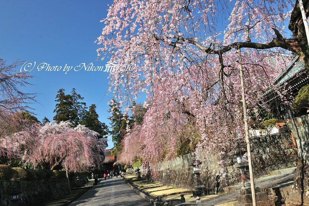 巨大寺の春模様