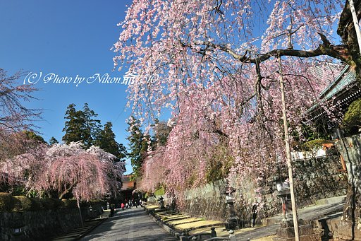巨大寺の春模様