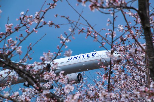 桜も震えるウェークタービュランス