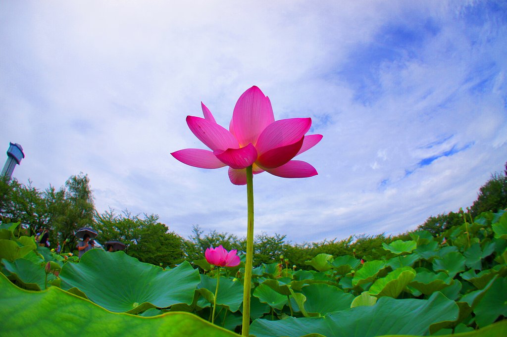 盛夏の候