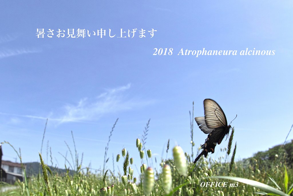 暑いですねー