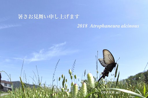 暑いですねー