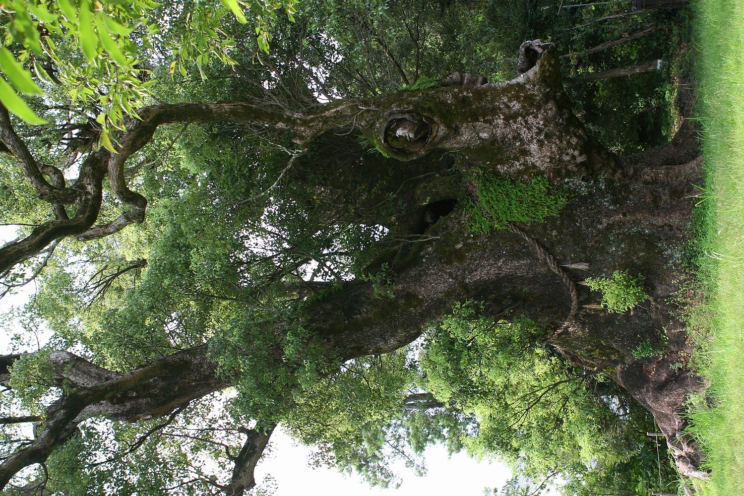 大楠