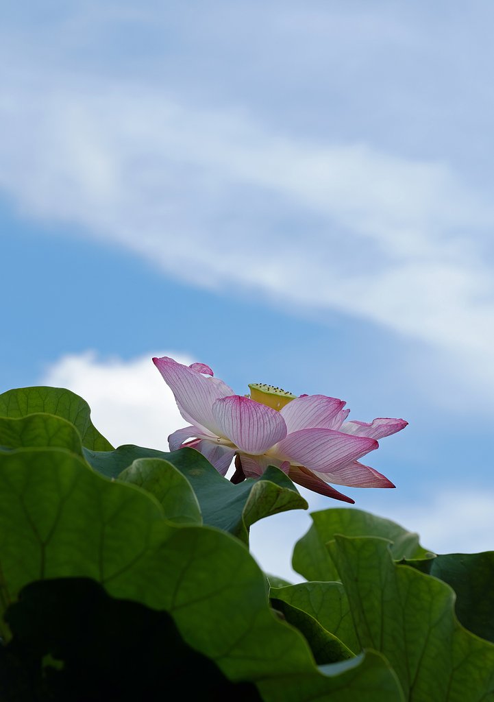蓮