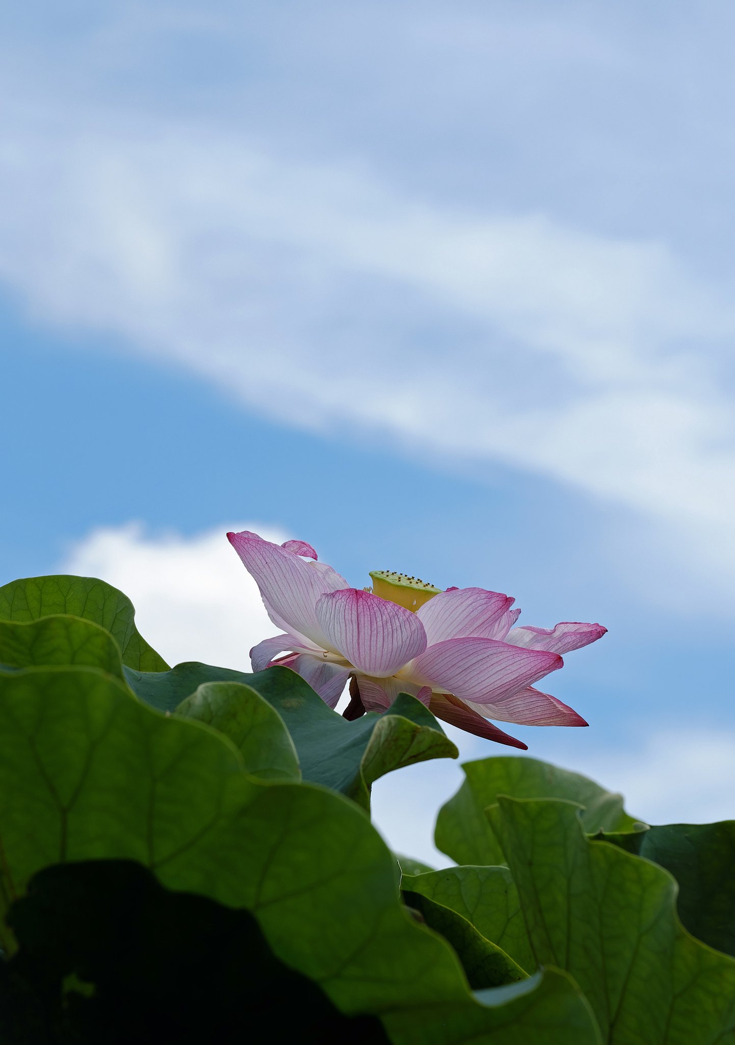 蓮