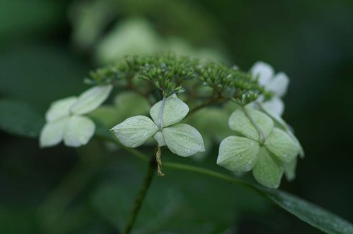 紫陽花
