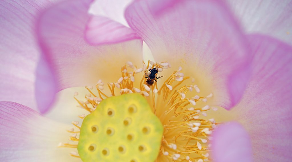 蜂