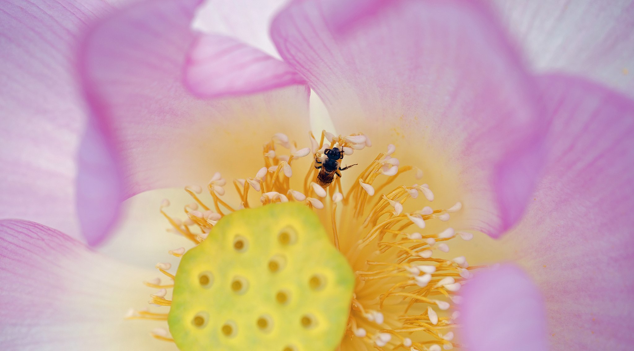 蜂
