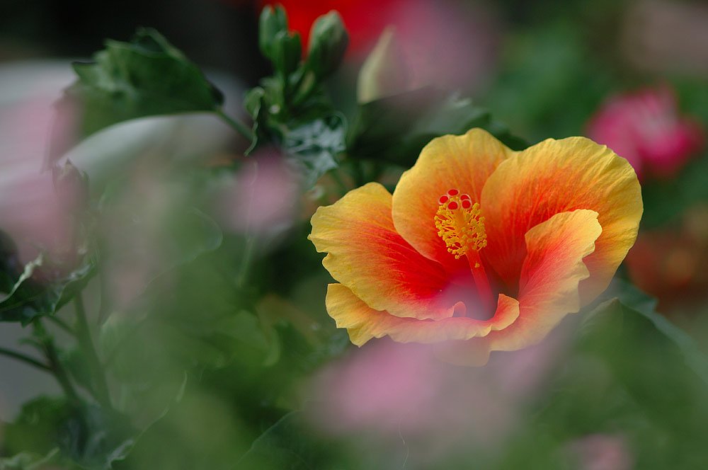 「淡」花に囲まれて