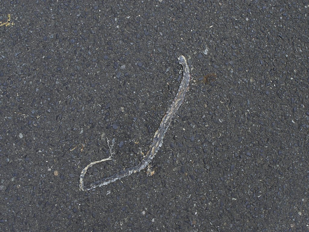 溜池散歩