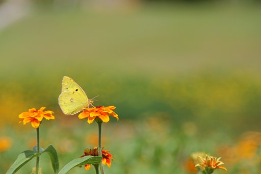 うまいか！？蜜？