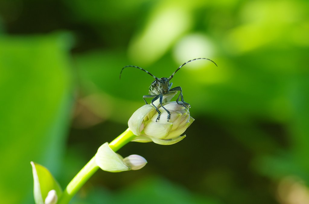 お洒落虫