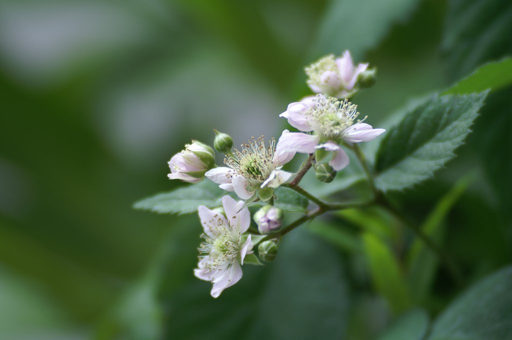TOKINA  300mm F4 SD