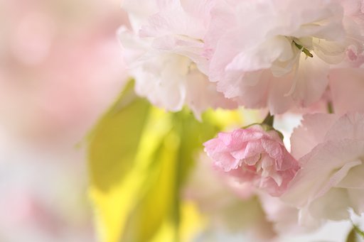 【桜花】さくら