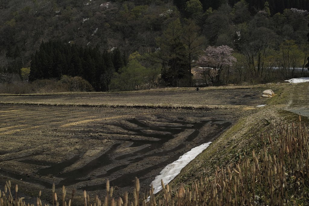 小国町 玉川中里 春
