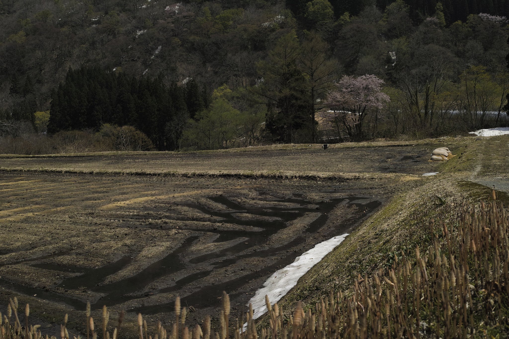 小国町 玉川中里 春