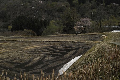 小国町 玉川中里 春