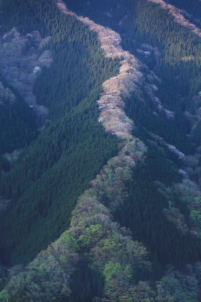 奈良の尾根 Ⅳ