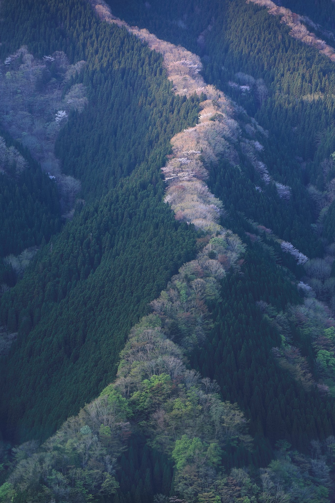 奈良の尾根 Ⅳ