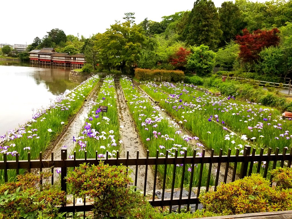 花しょうぶ