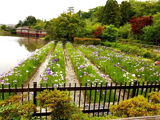 花しょうぶ