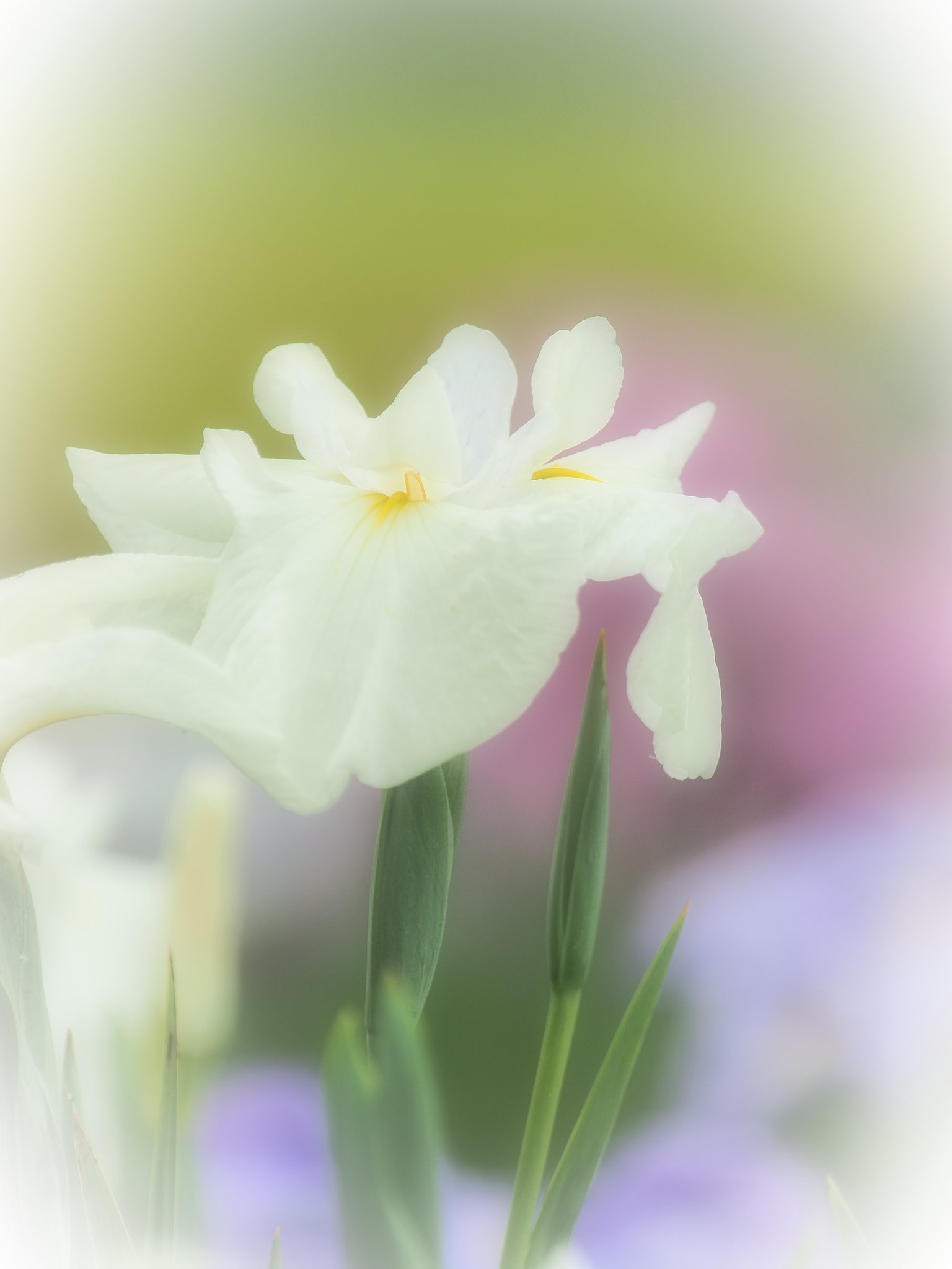 花菖蒲