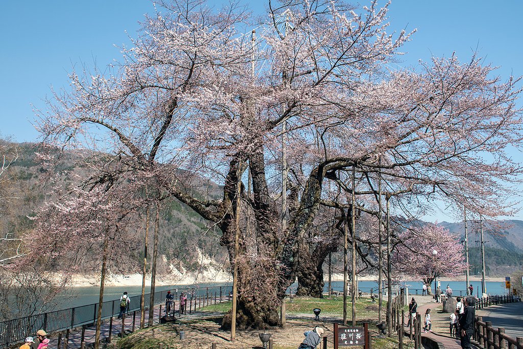 【桜花】荘川桜