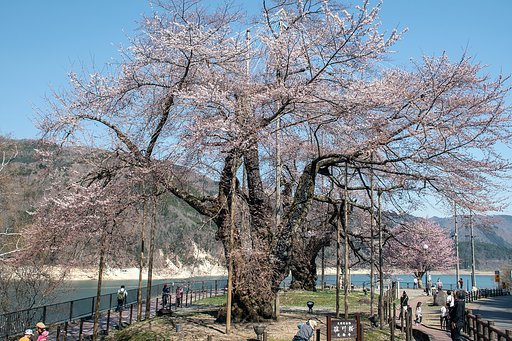 【桜花】荘川桜