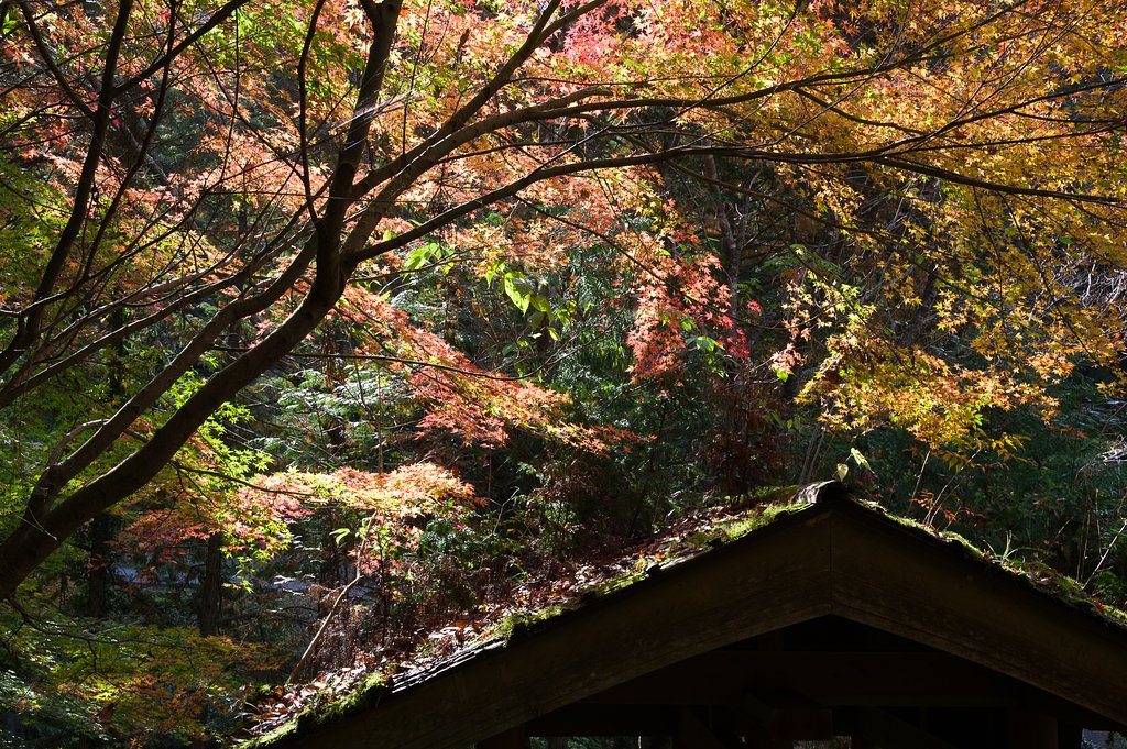 SIGMA 17-50mm F2.8 EX DC HSM 