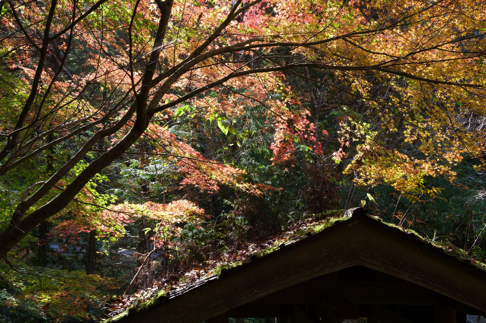 SIGMA 17-50mm F2.8 EX DC HSM 