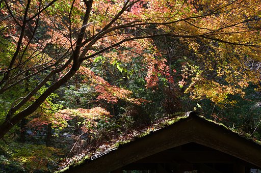 SIGMA 17-50mm F2.8 EX DC HSM 
