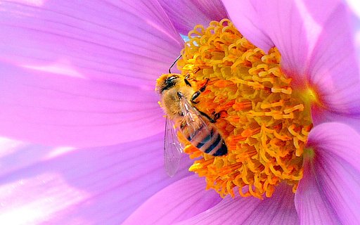 コウテイダリアと蜜蜂