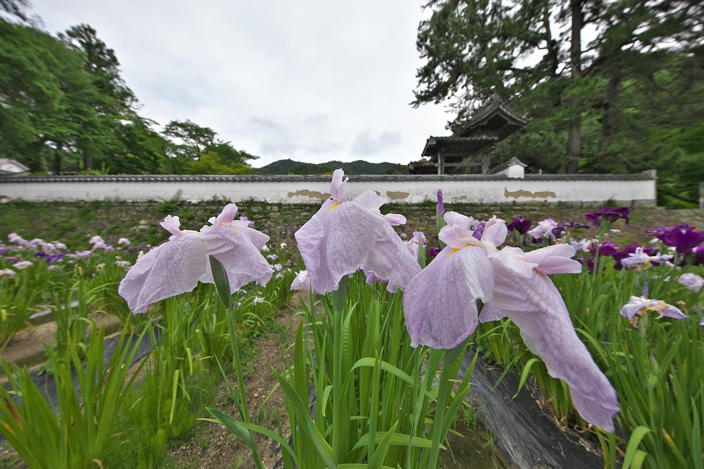 高月院の花菖蒲