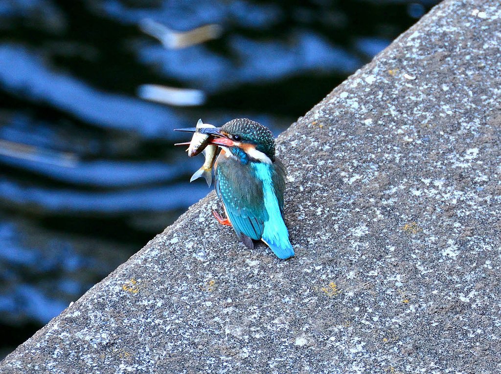 カワセミ