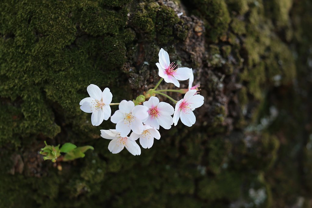 【桜花】胴吹き