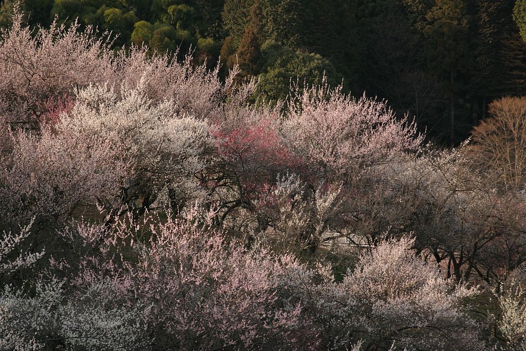 青梅市梅の公園