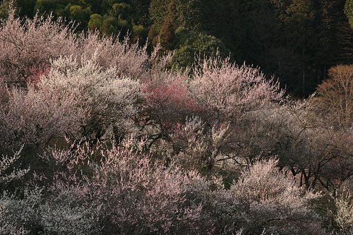 青梅市梅の公園