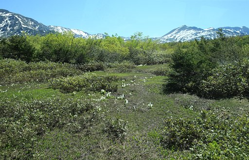立山のミズバショウ