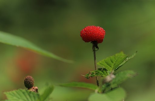花後のクサイチゴ