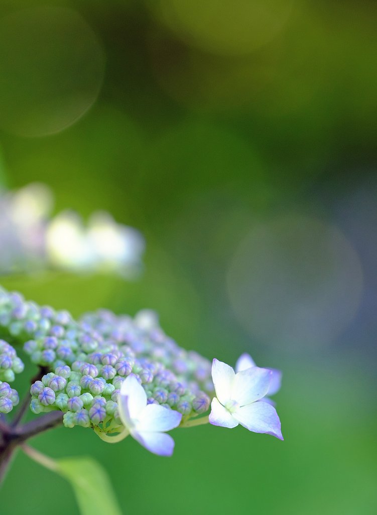 紫陽花