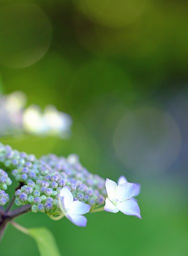紫陽花