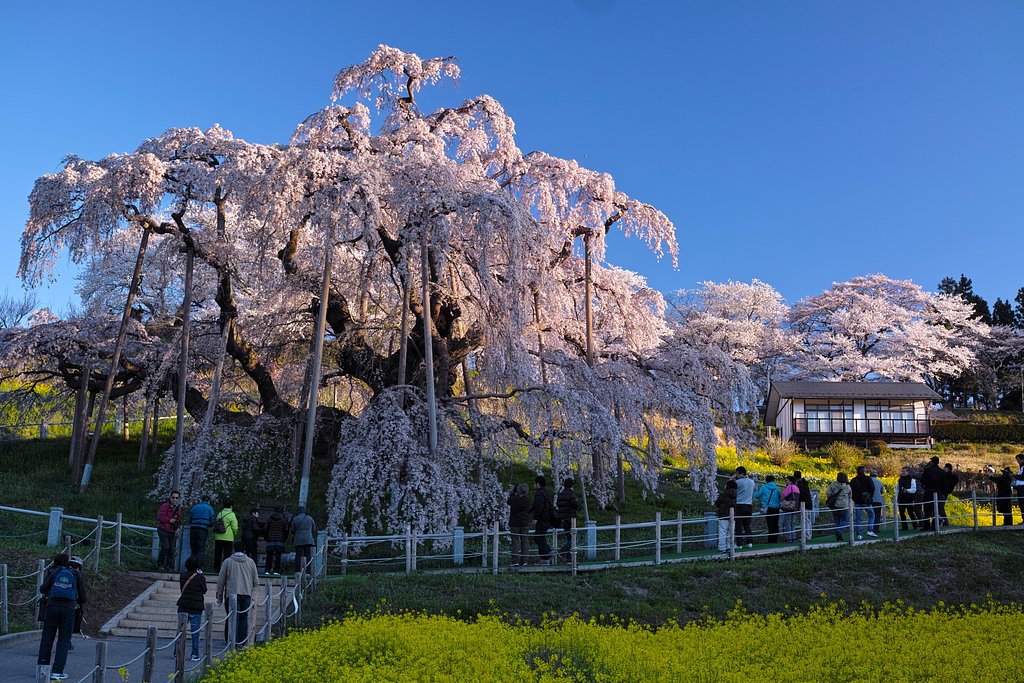 三春の滝桜