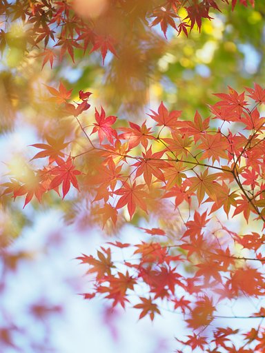 ◎Pana-LEICA DG NOCTICRON 42.5mm/F1.2 ASPH.