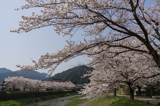 【桜花】津和野