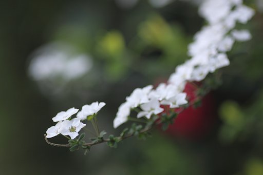 雪柳