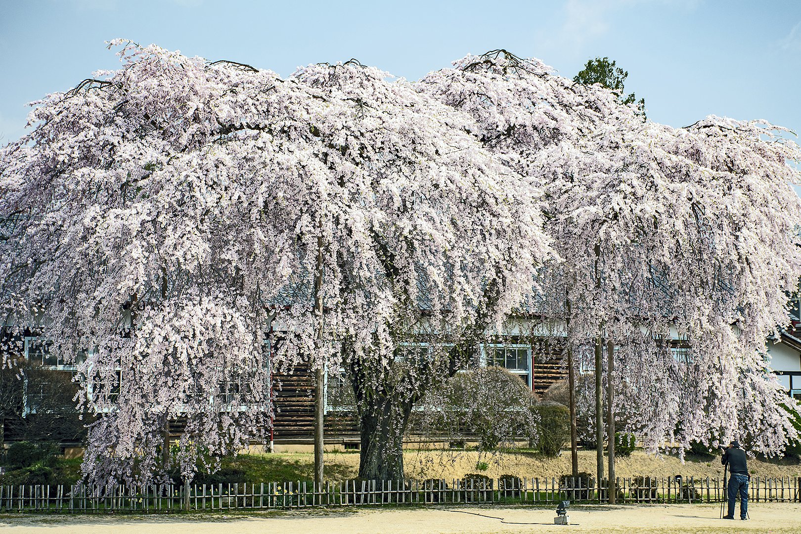枝垂れ桜