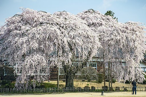 枝垂れ桜
